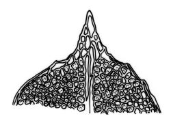 Fissidens  megalotis subsp. megalotis, leaf apex. Drawn from J.E. Beever 34-05, CHR 535753.
 Image: R.C. Wagstaff © Landcare Research 2014 